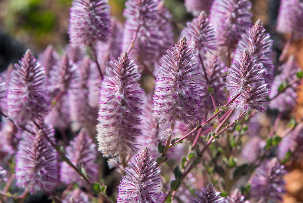 Australian Bush Flower Essences Annah Center