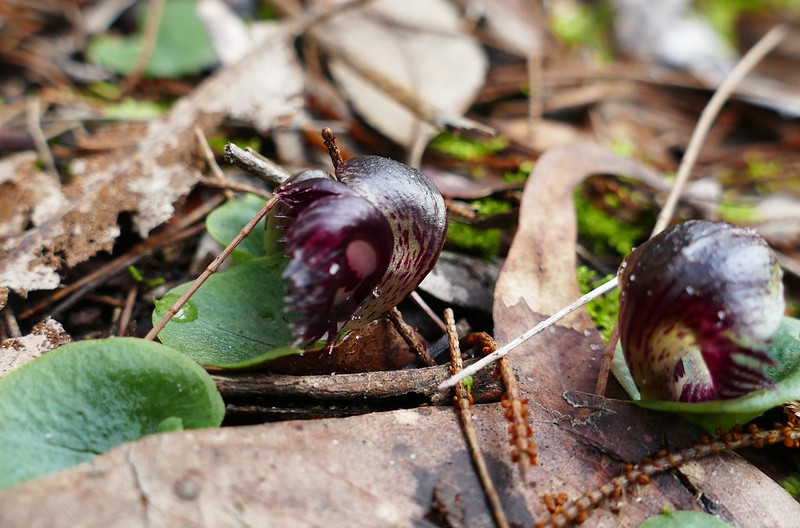 Australian Bush Flower Essences Annah Center